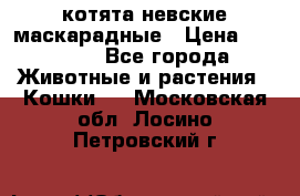 котята невские маскарадные › Цена ­ 18 000 - Все города Животные и растения » Кошки   . Московская обл.,Лосино-Петровский г.